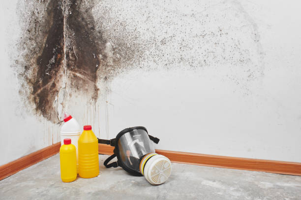 Best Commercial Mold Remediation in Neah Bay, WA