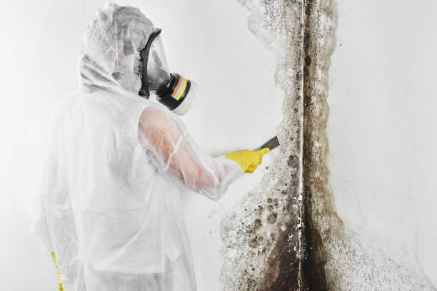 Best Basement Mold Remediation in Neah Bay, WA