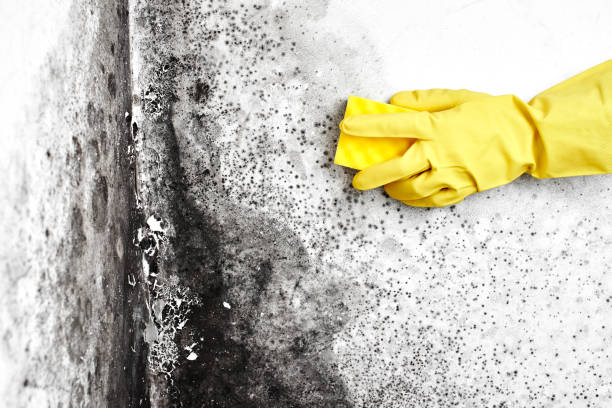 Best Industrial Mold Remediation in Neah Bay, WA