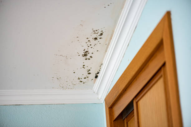 Best Post-Flood Mold Remediation in Neah Bay, WA