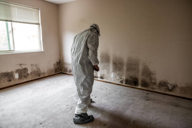 Best Emergency Mold Remediation in Neah Bay, WA