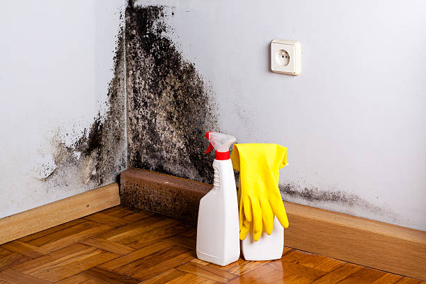 Best Localized Mold Remediation (e.g., coastal areas, humid climates) in Neah Bay, WA