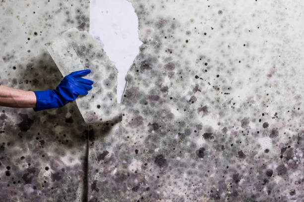 Best Insurance-Related Mold Remediation in Neah Bay, WA