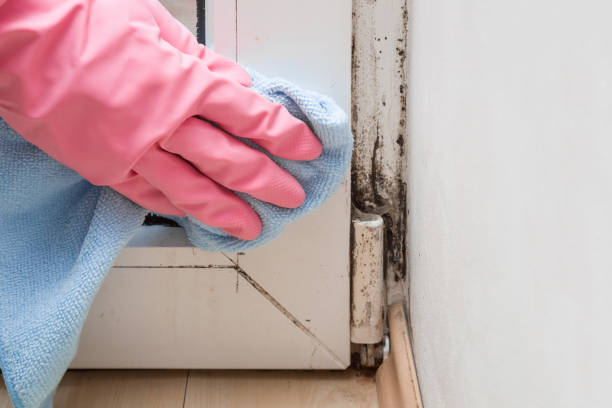 Best Emergency Mold Remediation in Neah Bay, WA